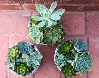 Succulent Arrangement  - Cactus and Cacti - Small Plant Arrangement