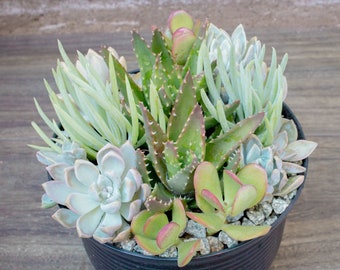 Succulent Arrangement - Designer Choice - Medium Arrangment