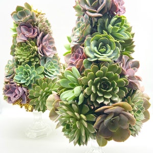 Succulent Christmas Tree 10 Tall Live Succulent Tree Mini Trees Christmas Decor Succulent Arrangements image 4