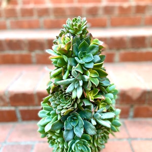 Succulent Christmas Tree 10 Tall Live Succulent Tree Mini Trees Christmas Decor Succulent Arrangements image 8