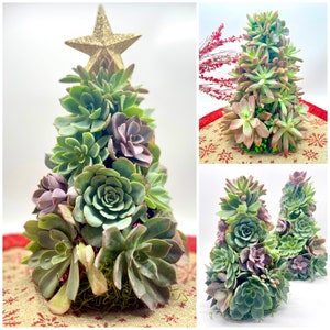 Succulent Christmas Tree 10 Tall Live Succulent Tree Mini Trees Christmas Decor Succulent Arrangements image 6