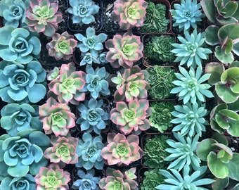 Succulents- 40 Assorted 2" Succulents