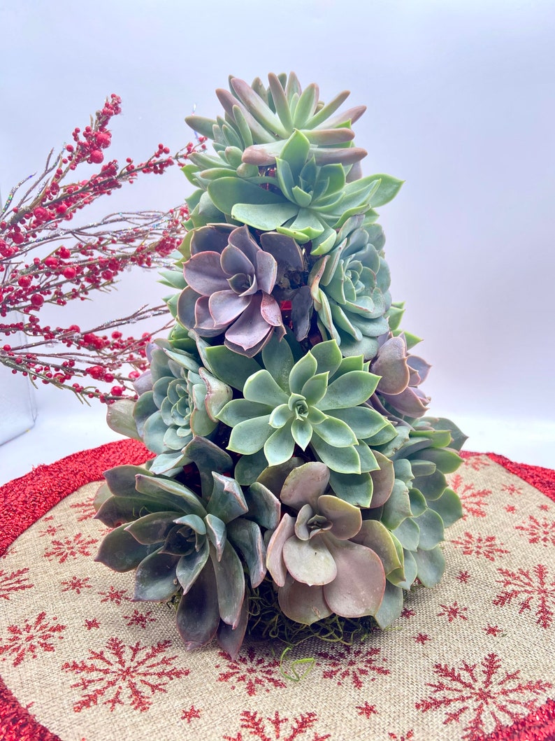 Succulent Christmas Tree 10 Tall Live Succulent Tree Mini Trees Christmas Decor Succulent Arrangements image 3