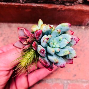 Succulent Boutonniere Succulent Wedding Succulent Bouquet Wedding Personals Succulent Groomsman image 9