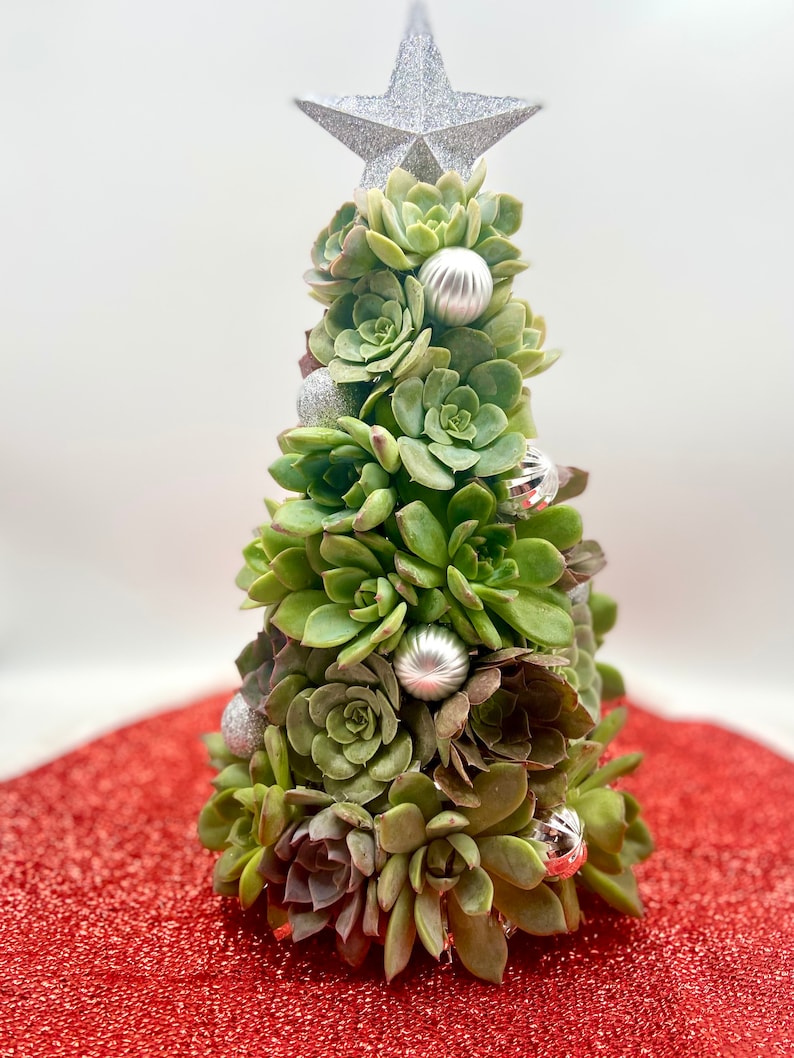 Succulent Christmas Tree 10 Tall Live Succulent Tree Mini Trees Christmas Decor Succulent Arrangements image 2