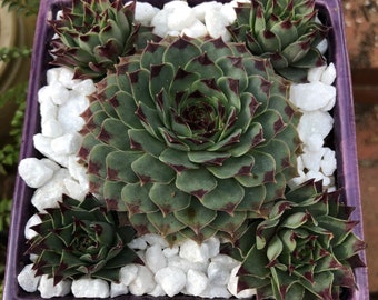 Symmetric Succulent Arrangement