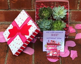 Succulent Valentine's Day Gift Boxes - gifts for her - coworker gifts - gifts for mom - Daughter