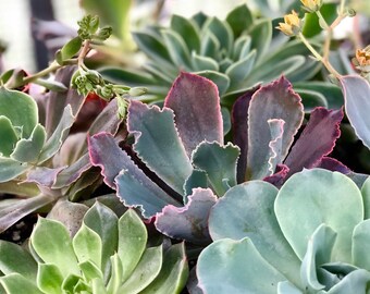 Large Succulents - 4 pack of 4" pots