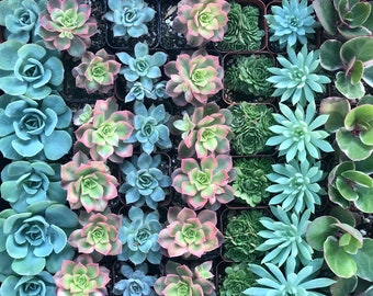 Succulents- 50 pack of Assorted 2" Succulents for weddings, showers and garden crafts