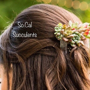 Wedding Accessories Live Succulent Comb Wedding Jewelry Succulent Jewelry image 5