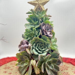 Succulent Christmas Tree 10 Tall Live Succulent Tree Mini Trees Christmas Decor Succulent Arrangements image 5