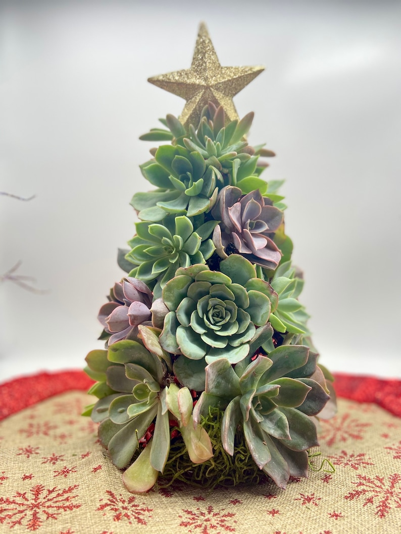 Succulent Christmas Tree 10 Tall Live Succulent Tree Mini Trees Christmas Decor Succulent Arrangements image 5