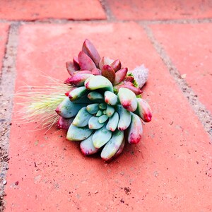 Succulent Boutonniere Succulent Wedding Succulent Bouquet Wedding Personals Succulent Groomsman image 6