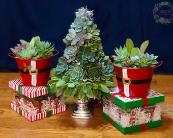 Succulent Tree - Real Succulent Tree - Centerpiece - Succulent Decorations