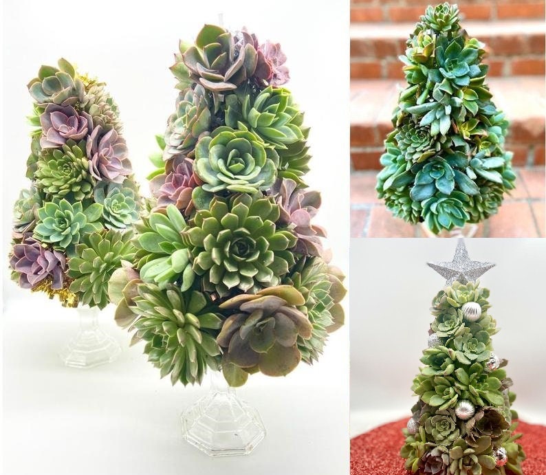 Succulent Christmas Tree 10 Tall Live Succulent Tree Mini Trees Christmas Decor Succulent Arrangements image 1