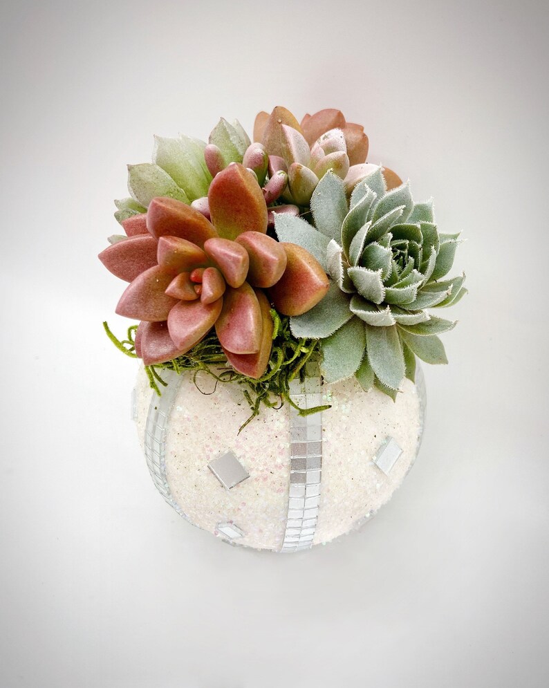 Succulent Christmas Ornament Cactus Ornament Holiday Etsy