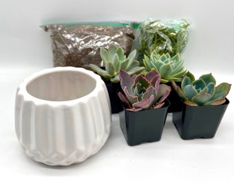 DIY Succulent Kit- Boredom Buster - Kids and Family Projects