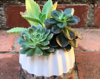 SmallSucculent Arrangement - Plant Mom - Kids Gift, Teacher and Coach Appreciation