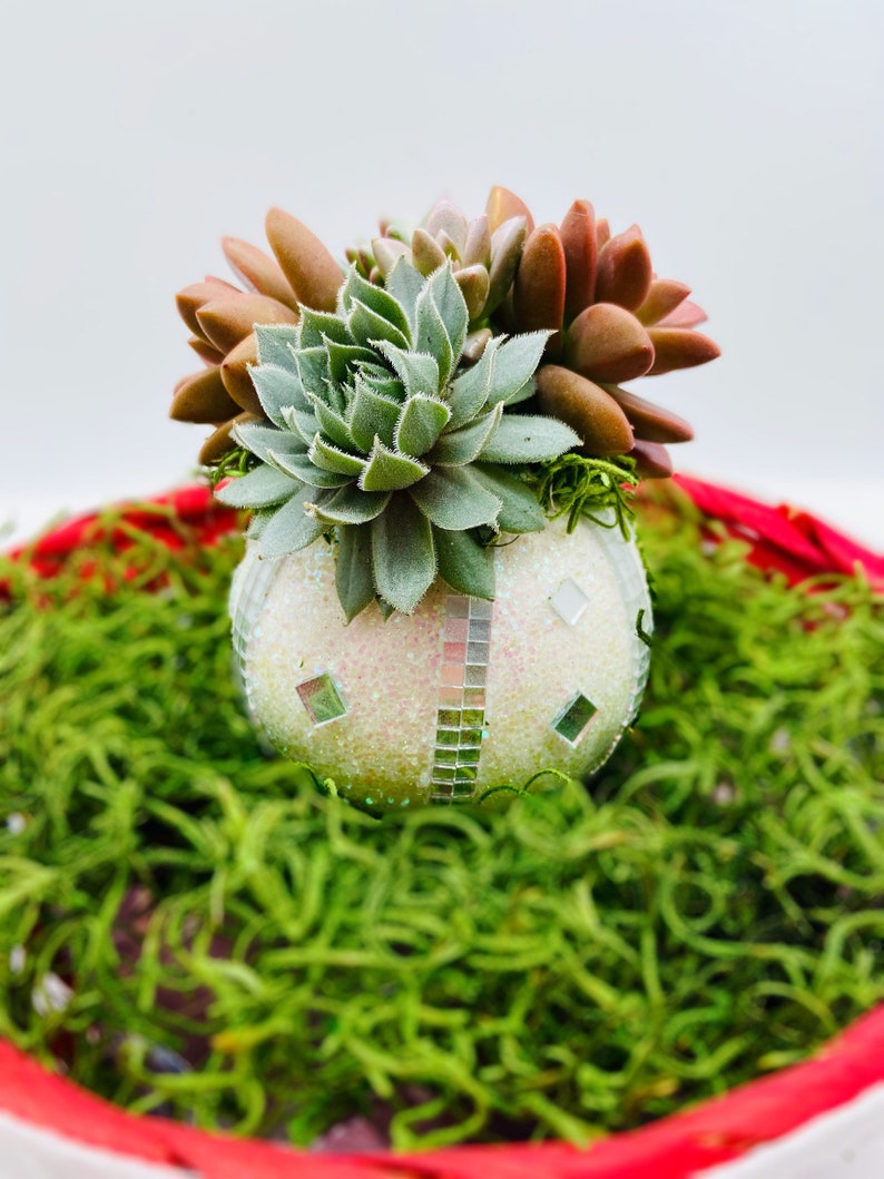 Succulent Christmas Ornament Cactus Ornament Holiday Etsy