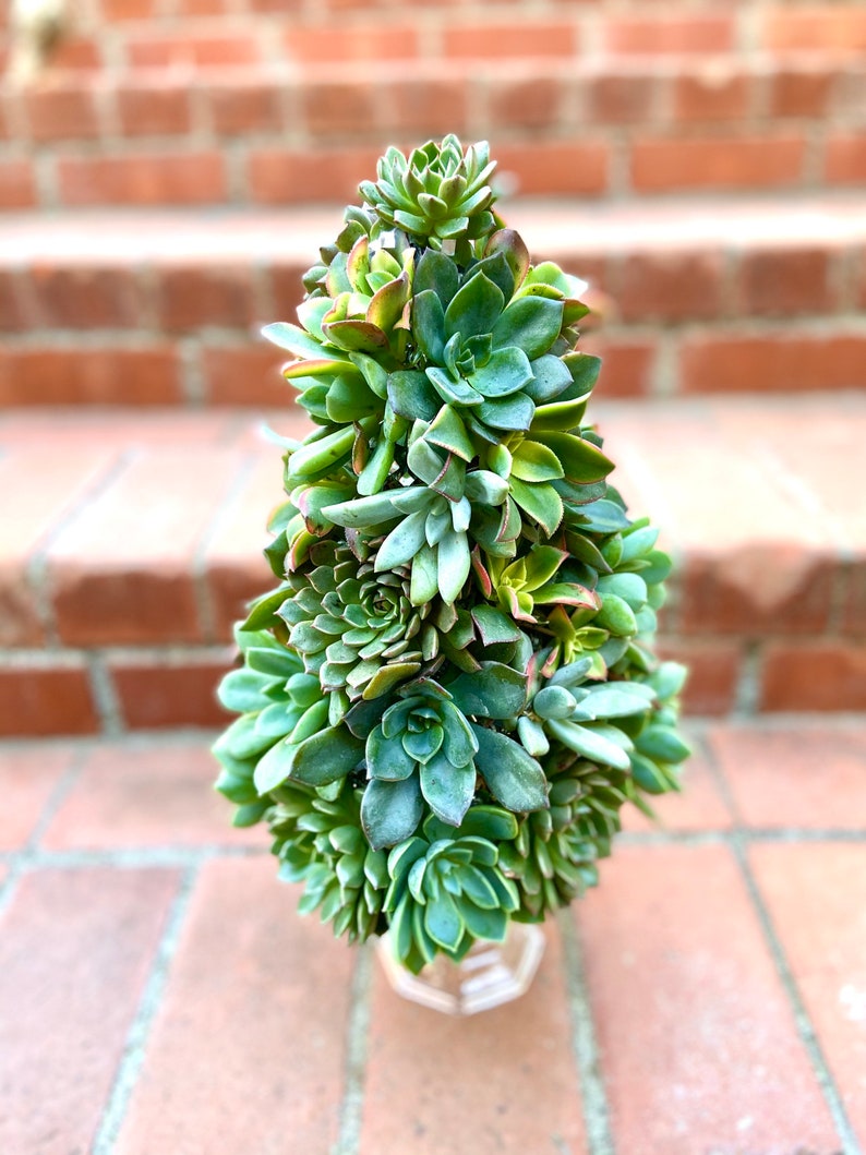 Succulent Christmas Tree 10 Tall Live Succulent Tree Mini Trees Christmas Decor Succulent Arrangements image 8