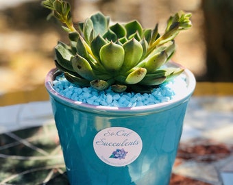 Succulent Pot - One Succulent in Unique Pot