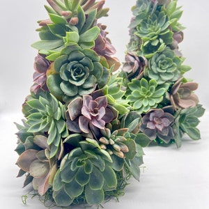 Succulent Christmas Tree 10 Tall Live Succulent Tree Mini Trees Christmas Decor Succulent Arrangements image 7