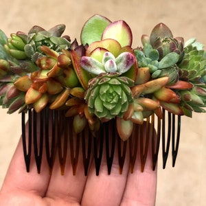 Wedding Accessories Live Succulent Comb Wedding Jewelry Succulent Jewelry image 6