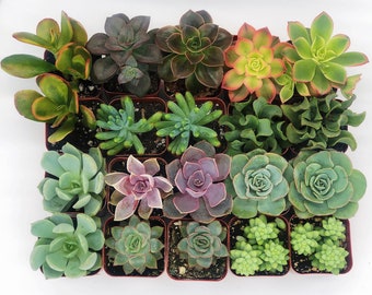 20 Assorted Succulents