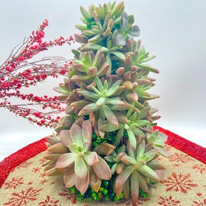 Succulent Christmas Tree 10 Tall Live Succulent Tree Mini Trees Christmas Decor Succulent Arrangements image 9