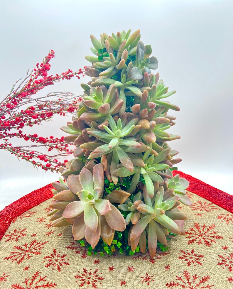 Succulent Christmas Tree 10 Tall Live Succulent Tree Etsy