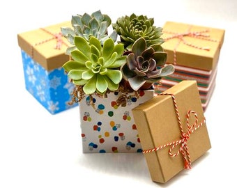 Succulent Gift Box - Gift Set - Live Succulent Box Set