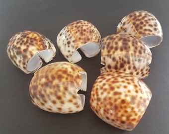 Vintage Set of 6 Cowrie Shell Napkin Rings Coastal Boho Beach House Table Decor
