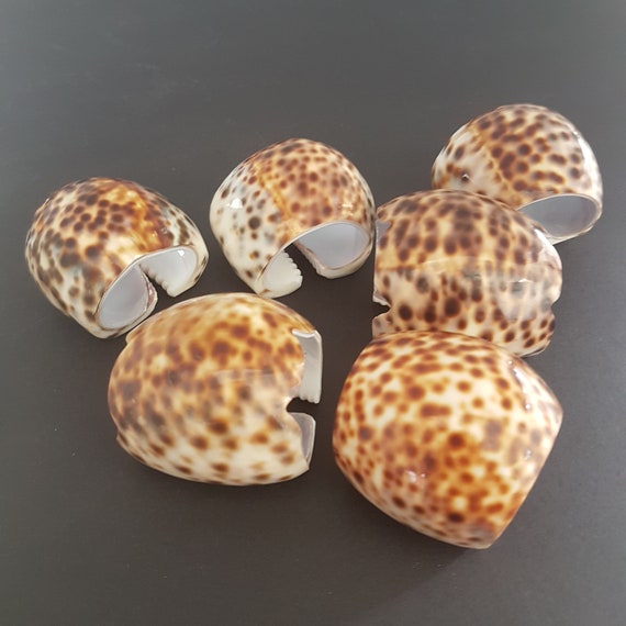Vintage Set of 6 Cowrie Shell Napkin Rings Coastal Boho Beach House Table Decor