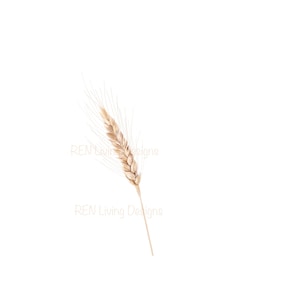 Puede incluir: Una espiga de trigo seca sobre un fondo blanco. El trigo es de color marrón claro, con una cabeza detallada y un tallo delgado. La imagen tiene una estética limpia y minimalista, con el texto "REN Living Designs" en un color claro.