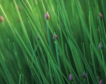 Just Before the Bloom -Sunshine -Manito Park, Spokane -Washington art -Landscape Photography -Large prints -Photography Prints