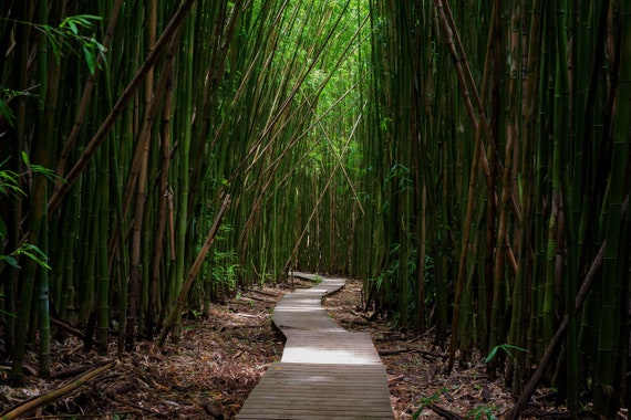 Maui Bamboo Forest Road To Hana Maui Photos Maui Landscapes Etsy