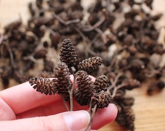 Alder Cones, Craft Supplies, Alder Cones for Aquarium, Florist Supply, Resin Jewelry, Cones for Craft, Terrarium Kit, Home Decor Cones