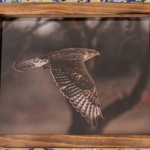 Ferruginous Hawk In Flight