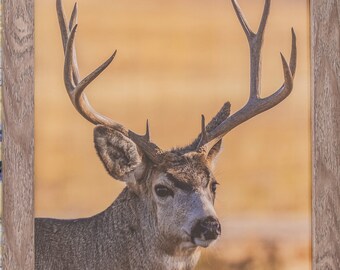 Portrait Of A Mule Deer Buck