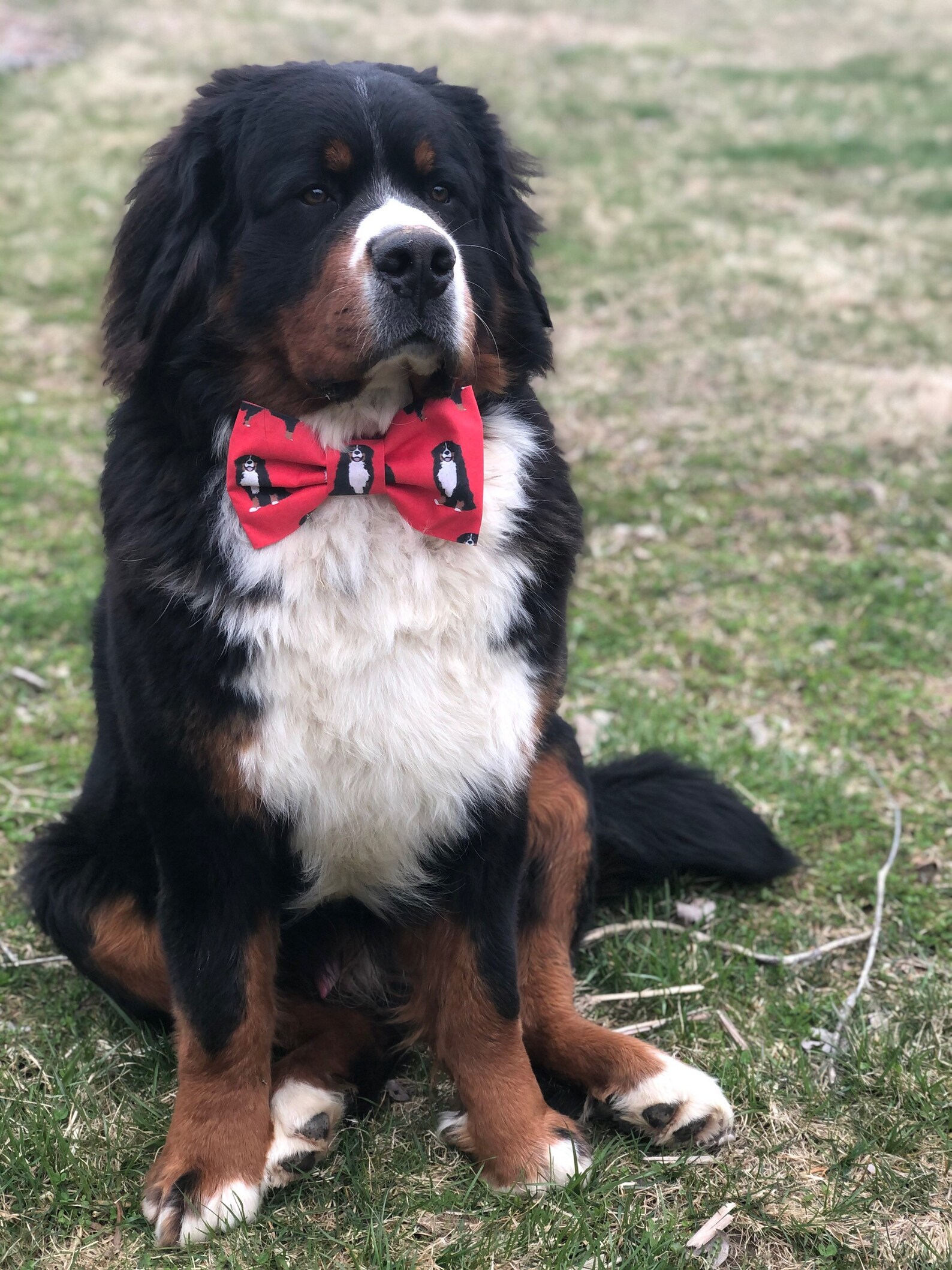 Bow Tie Bernese Mountain Dog Collar Red Etsy