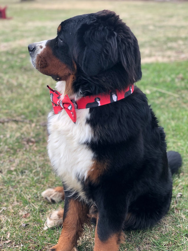 Bow Tie Bernese Mountain Dog Collar Red Etsy