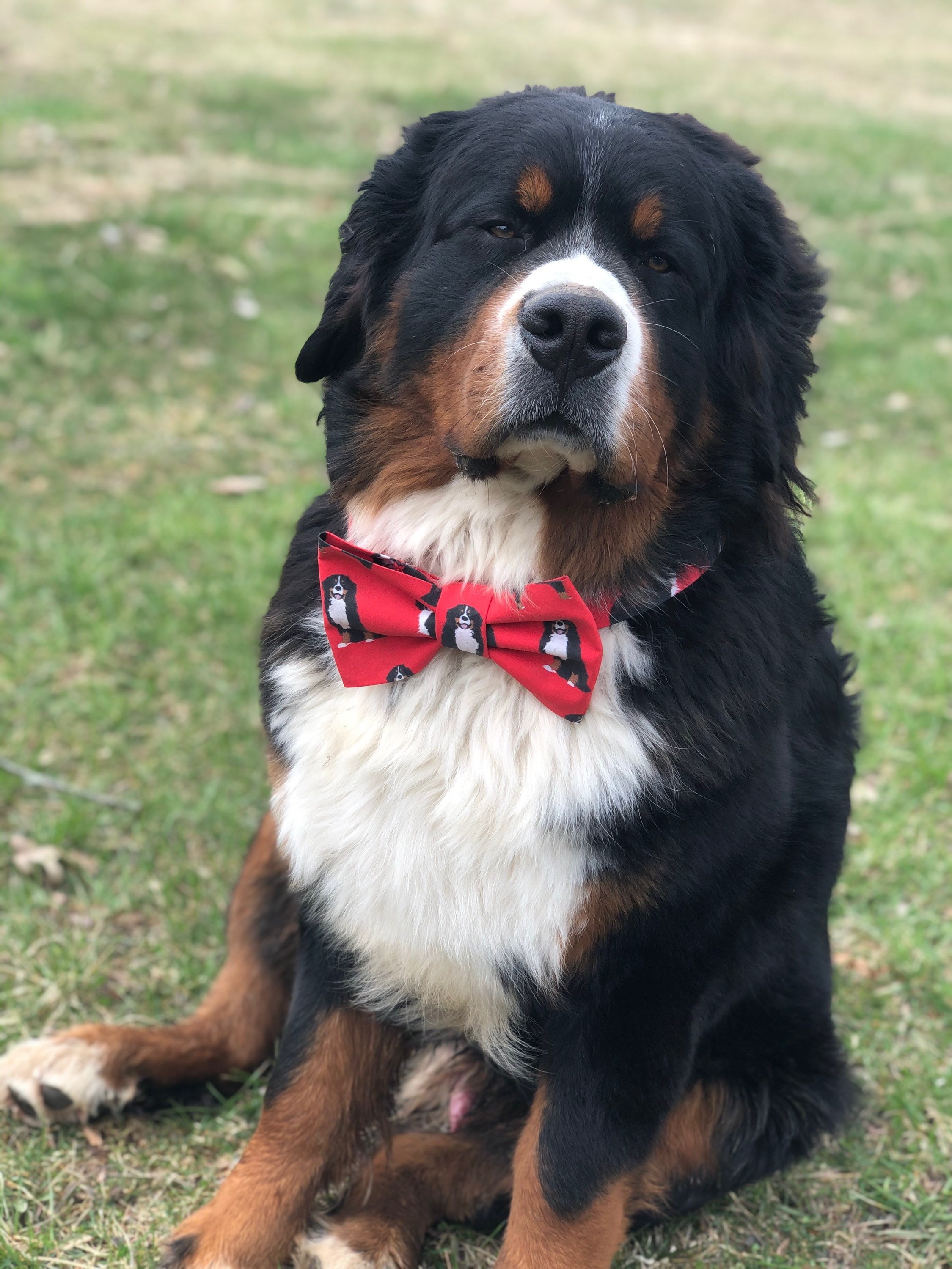 Bow Tie Bernese Mountain Dog Collar Red Etsy