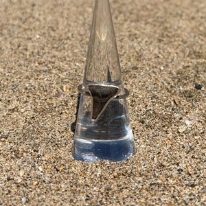 Stierhaaientandring maat 6,5&quot;