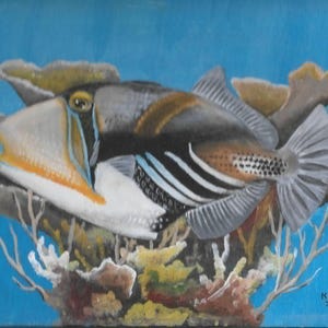 Picasso Triggerfish. Rhinecanthus aculeatus.