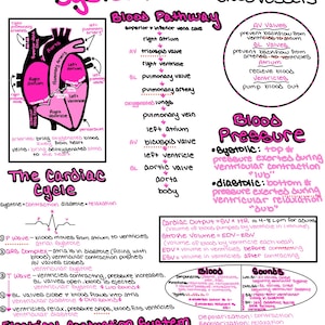 May include: A detailed, handwritten educational diagram of the cardiovascular system, with a pink heart illustration and labels for arteries, veins, and valves. Text includes blood flow, pressure, and the cardiac cycle.
