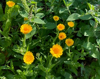 Calendula Salve