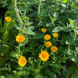 Calendula Salve image 1