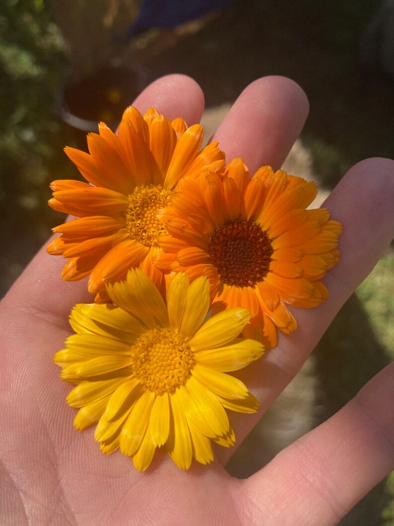 Calendula Salve image 2