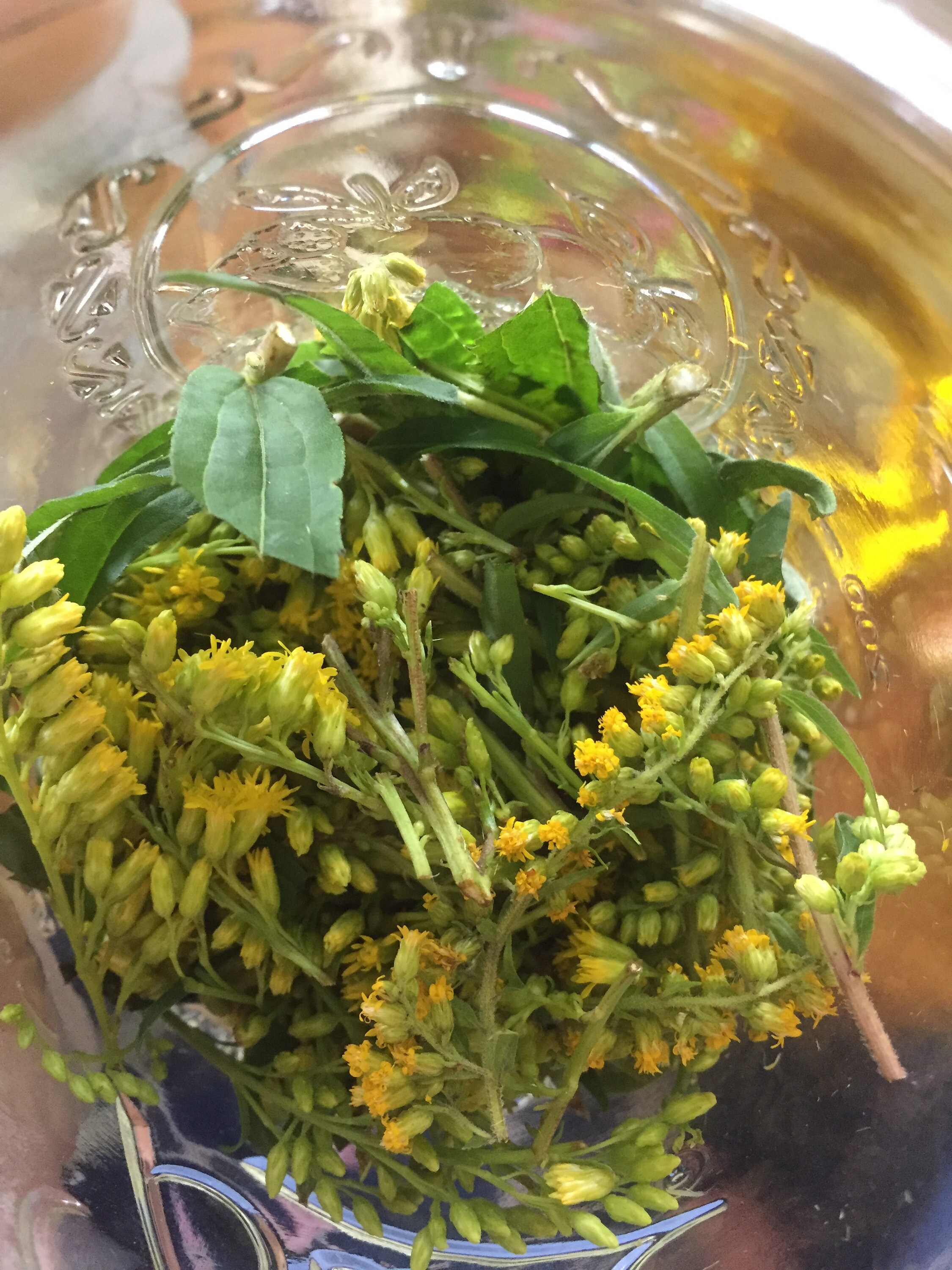 Goldenrod Tincture for Sinuses Kidney Support and More Etsy Australia