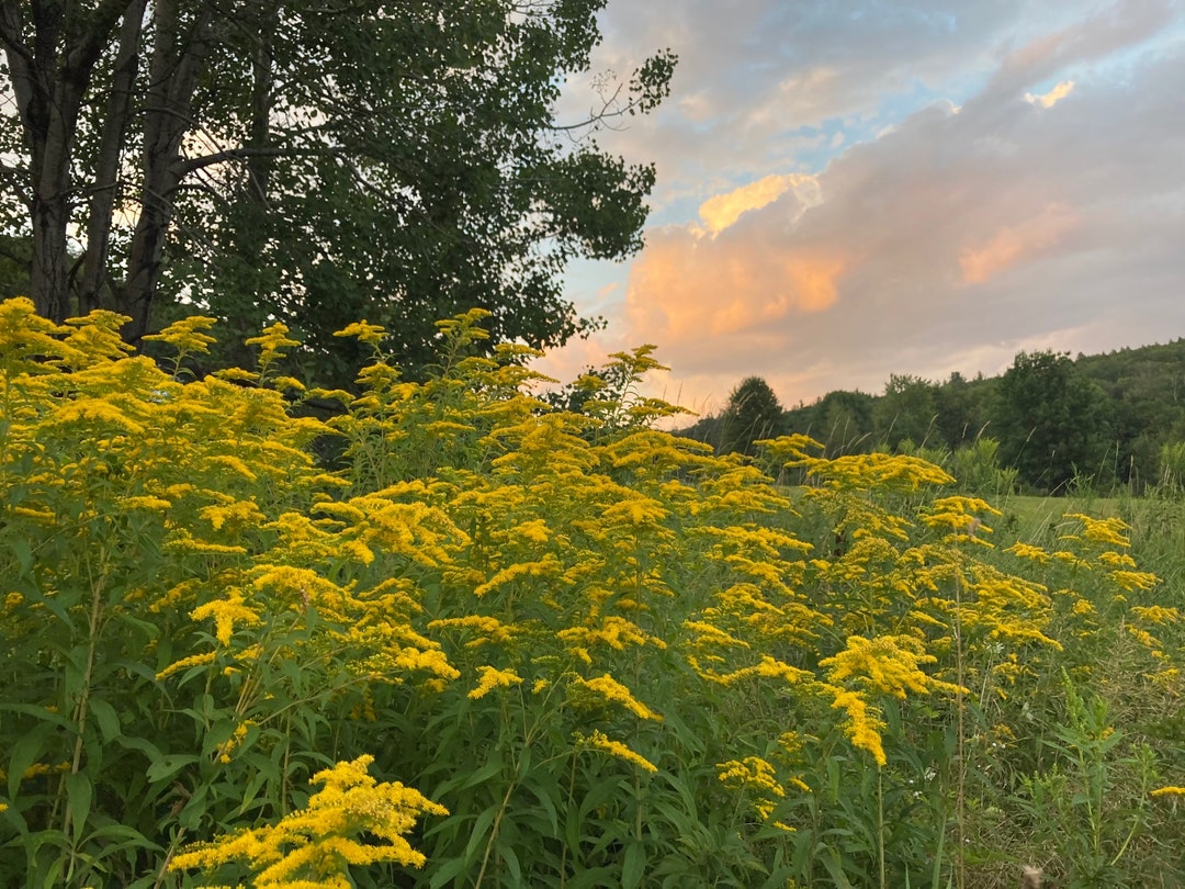 Goldenrod Tincture for Sinuses Kidney Support and More Etsy